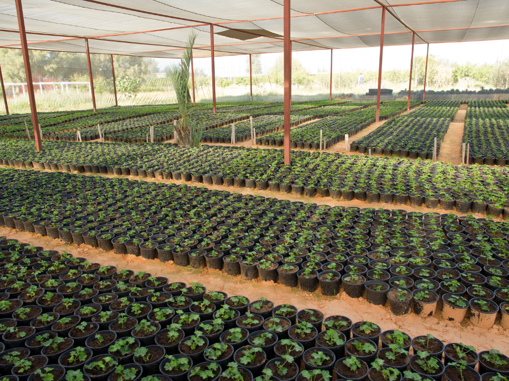 Greenhouses & Nurseries