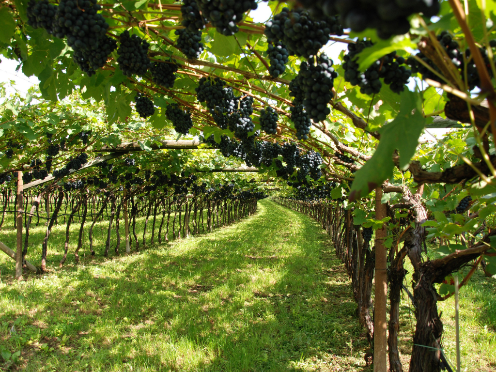 Vineyards & Orchards